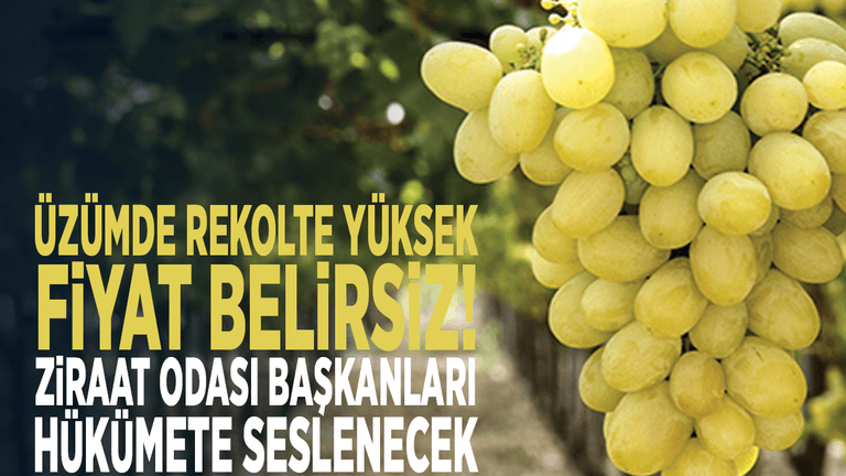 Üzümde rekolte yüksek, fiyat belirsiz! Ziraat Odası başkanları hükümete seslenecek